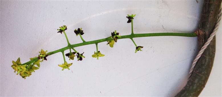  Female inflorescence